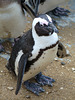 Black-footed Penguin