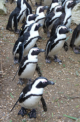 Black-footed Penguins- Line Dancing?