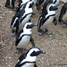 Black-footed Penguins- Line Dancing?
