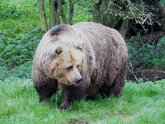 European Brown Bear