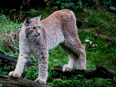 European Lynx