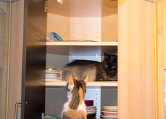 Bear and Scout (1216)
