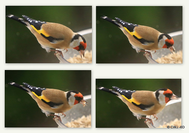Goldfinch at breakfast