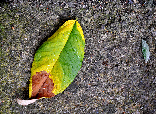 Two Autumn Leaves