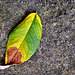 Two Autumn Leaves
