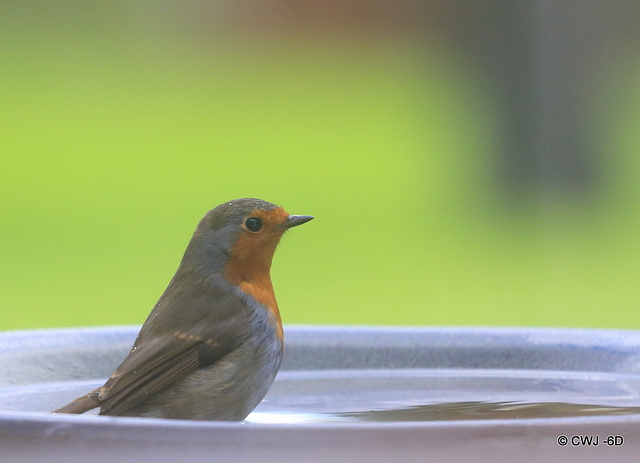 Robin contemplating a bath...