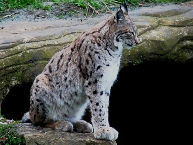 European Lynx