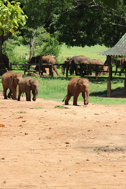 Baby elephants