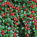 Cotoneaster Horizontalis