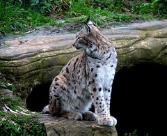 European Lynx