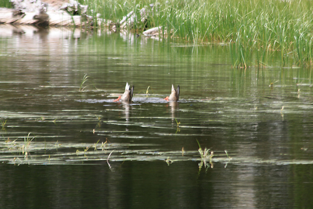 Bobbing mallards