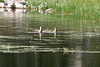 Bobbing mallards