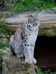 European Lynx