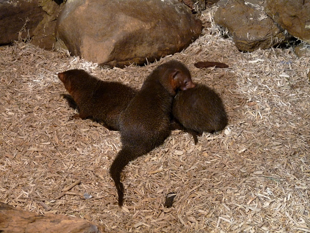 Dwarf Mongoose