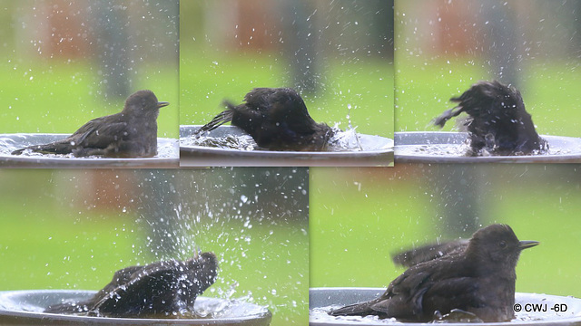A blackbird's frenzied ablutions