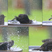 A blackbird's frenzied ablutions