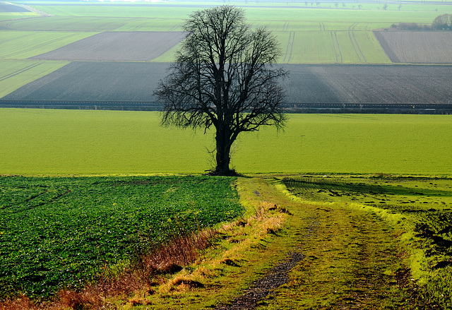 Lonesome Tree