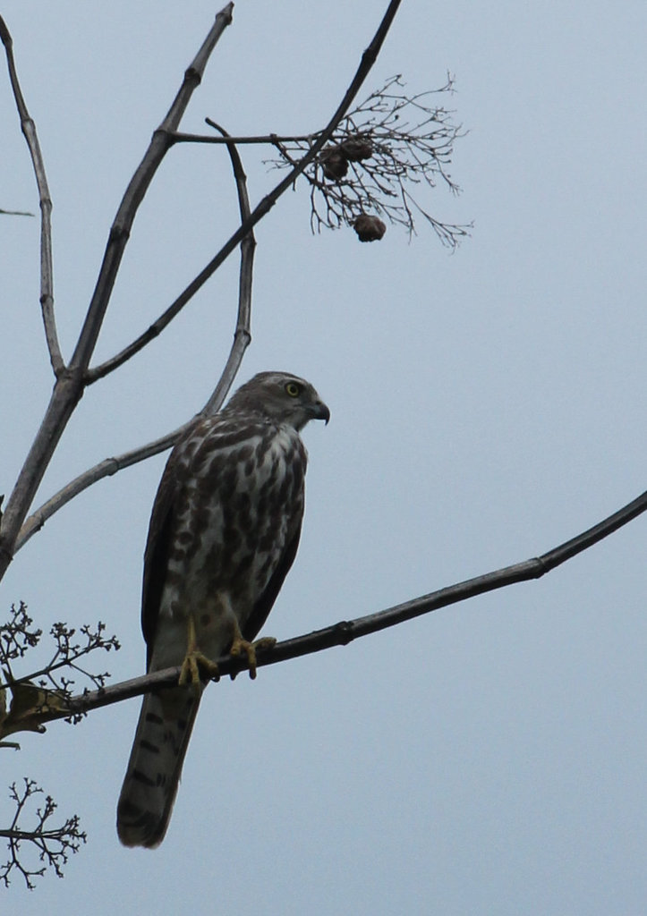 Shikra