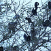 Night Herons and Cormorants