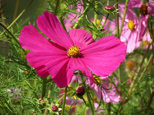 Cosmea-Blüte