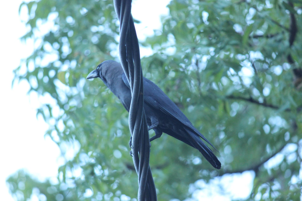 House Crow