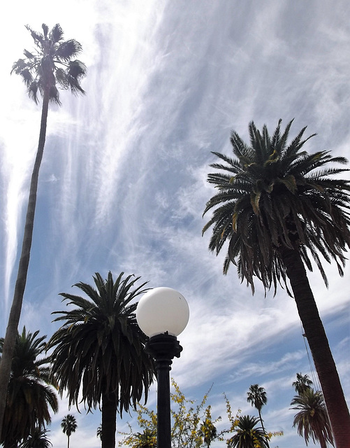 Lampadaire & cocotiers.