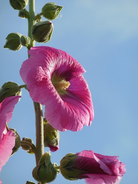 Stockrose