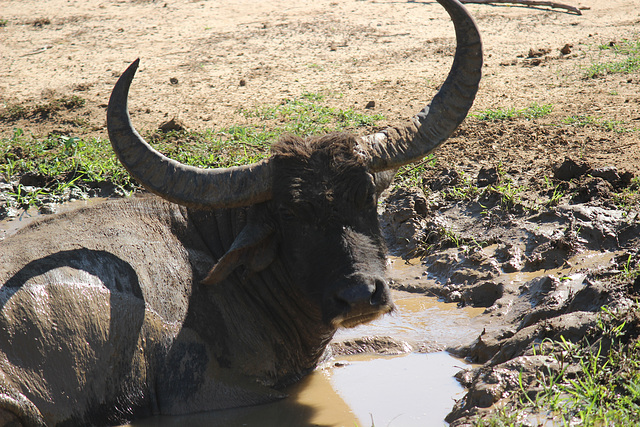 Wild Water Buffalo enjoying a wallow