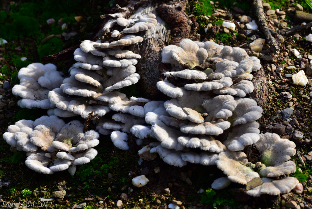 Schizophyllum commune