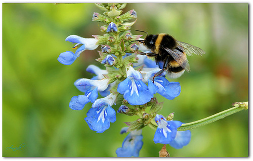 bourdon terrestre