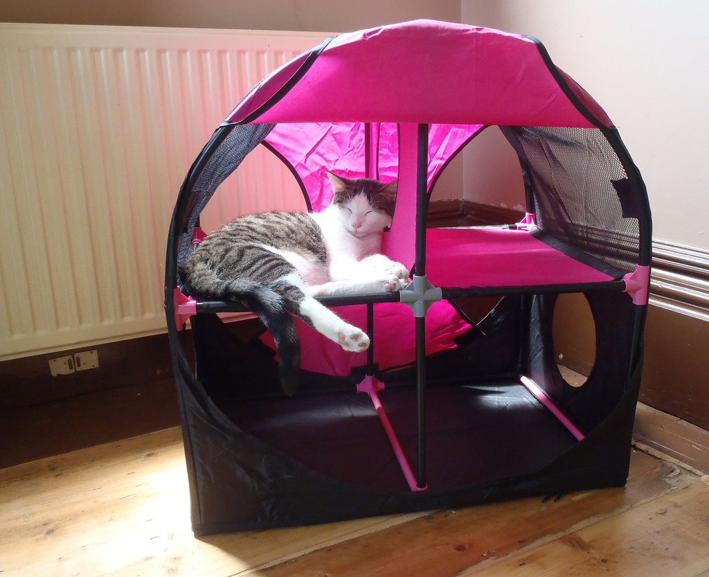 Cat Café