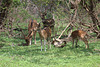 Spotted Deer