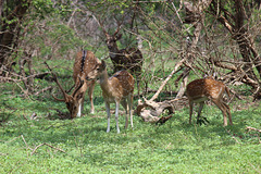 Spotted Deer