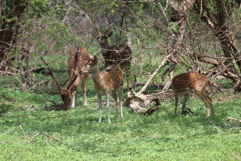 Spotted Deer