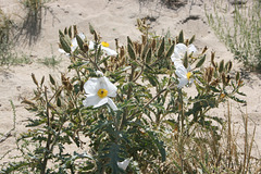 Datura