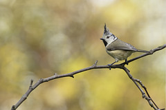 Mésange huppée