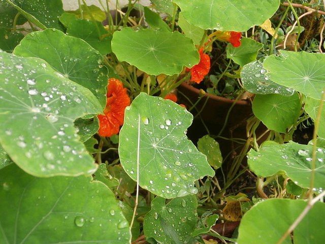 Delicate nasturtiums hiding under their leaves