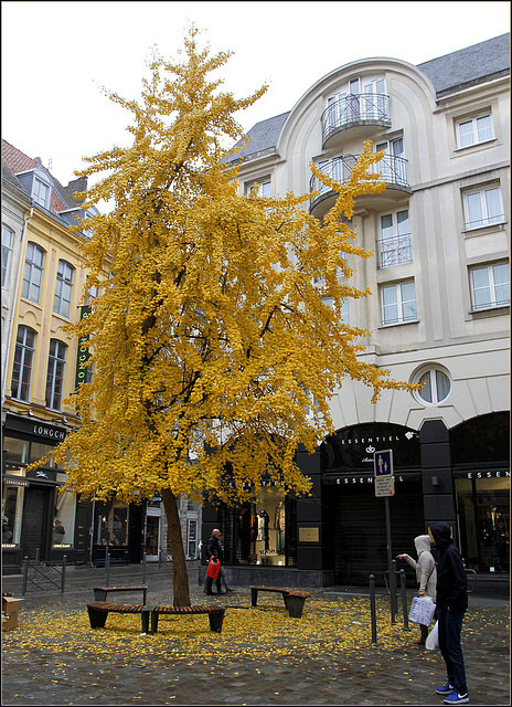 La pluie d'écus