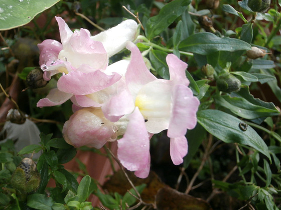 Last flowers of the antirrhnum