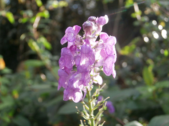 The purple loosestrife is still going