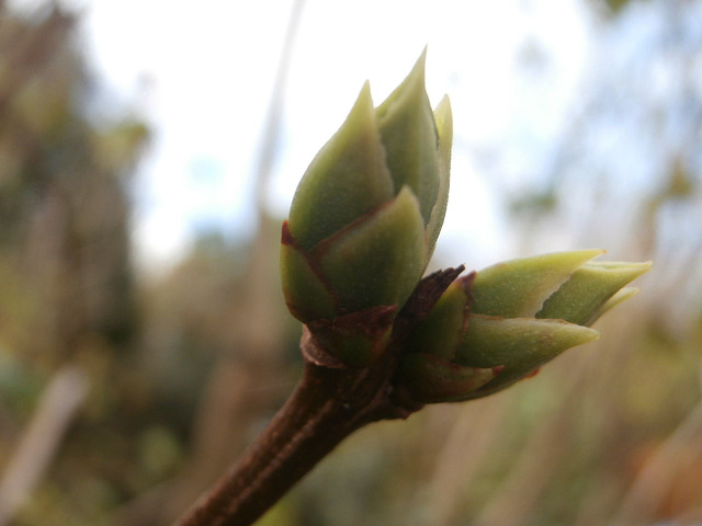 Confused lilacs starting to bud again