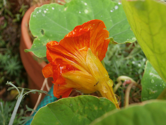 The very wet nasturtium