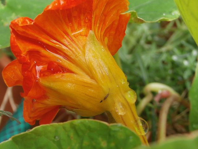 Raindrops sliding down the flower stem