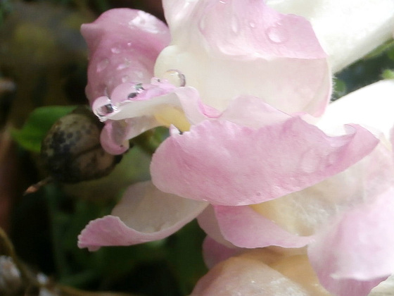 Tiny raindrops on the petals