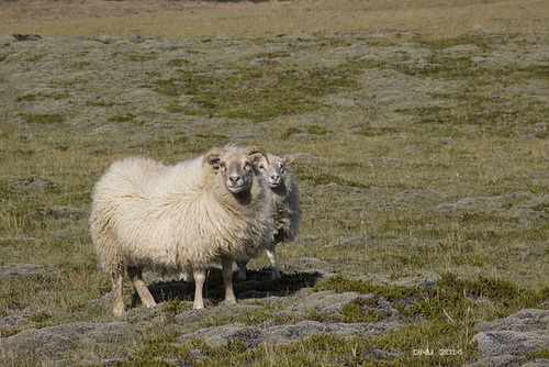 Iceland sheep