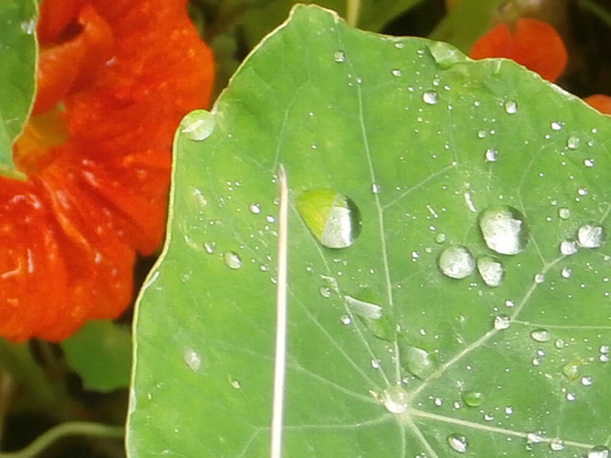 These nasturtium leaves look lovely with rain on them