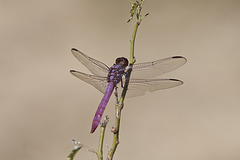 Roseate Skimmer