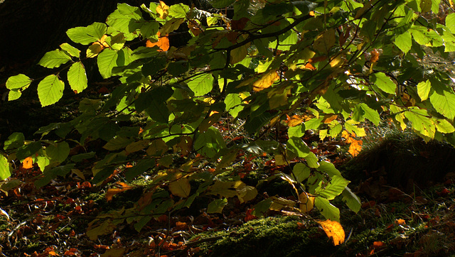 Backlit Autumn