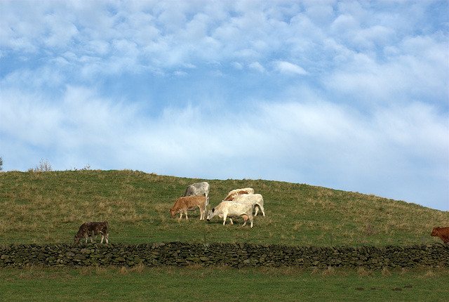 Cows on a hill