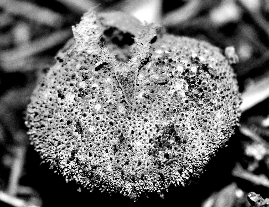 puffball
